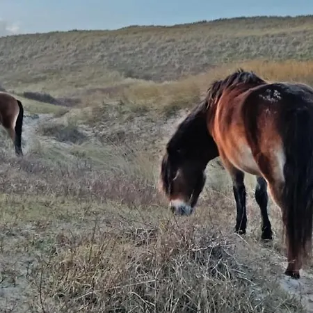 Hotelhuisje #f Semesterbostad