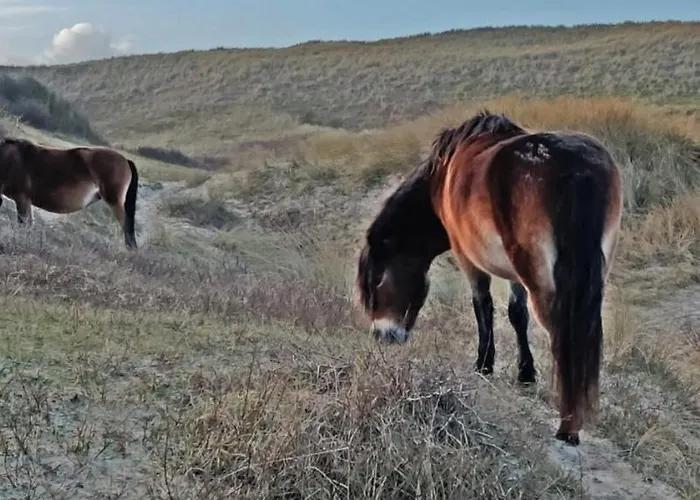 Hotelhuisje #f Hébergement de vacances